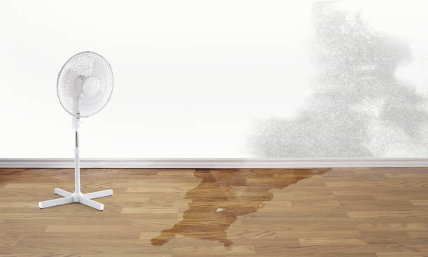 Best 24/7 water damage repair  in South Whitley, IN