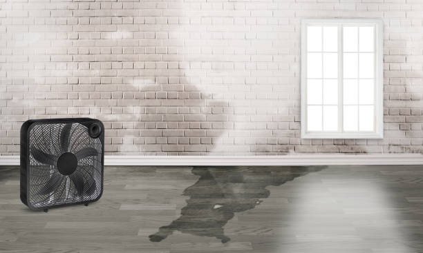 Best Professional water damage repair  in South Whitley, IN